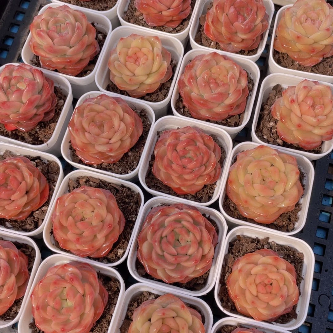 量拍43号 珍妮琥珀单头一个