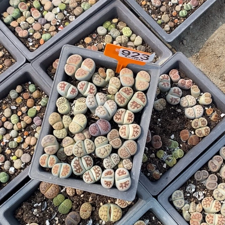 ****特生石花等植物的生长923