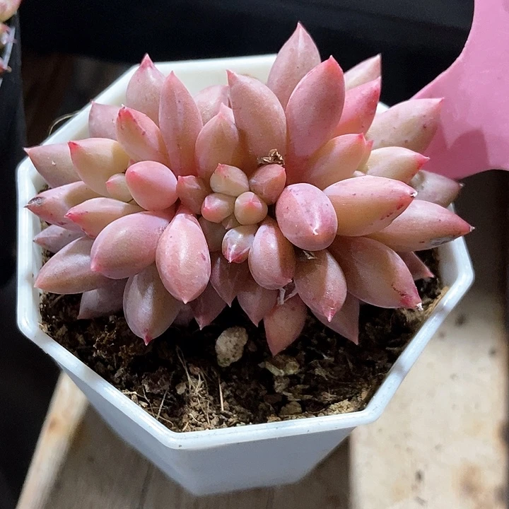 多肉植物车厘子691