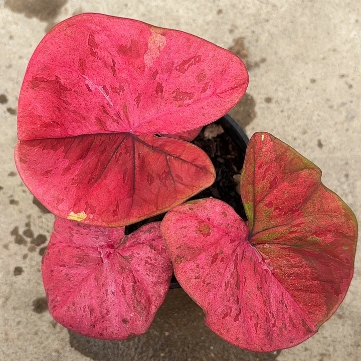 73-1129小丸子实生广东现货