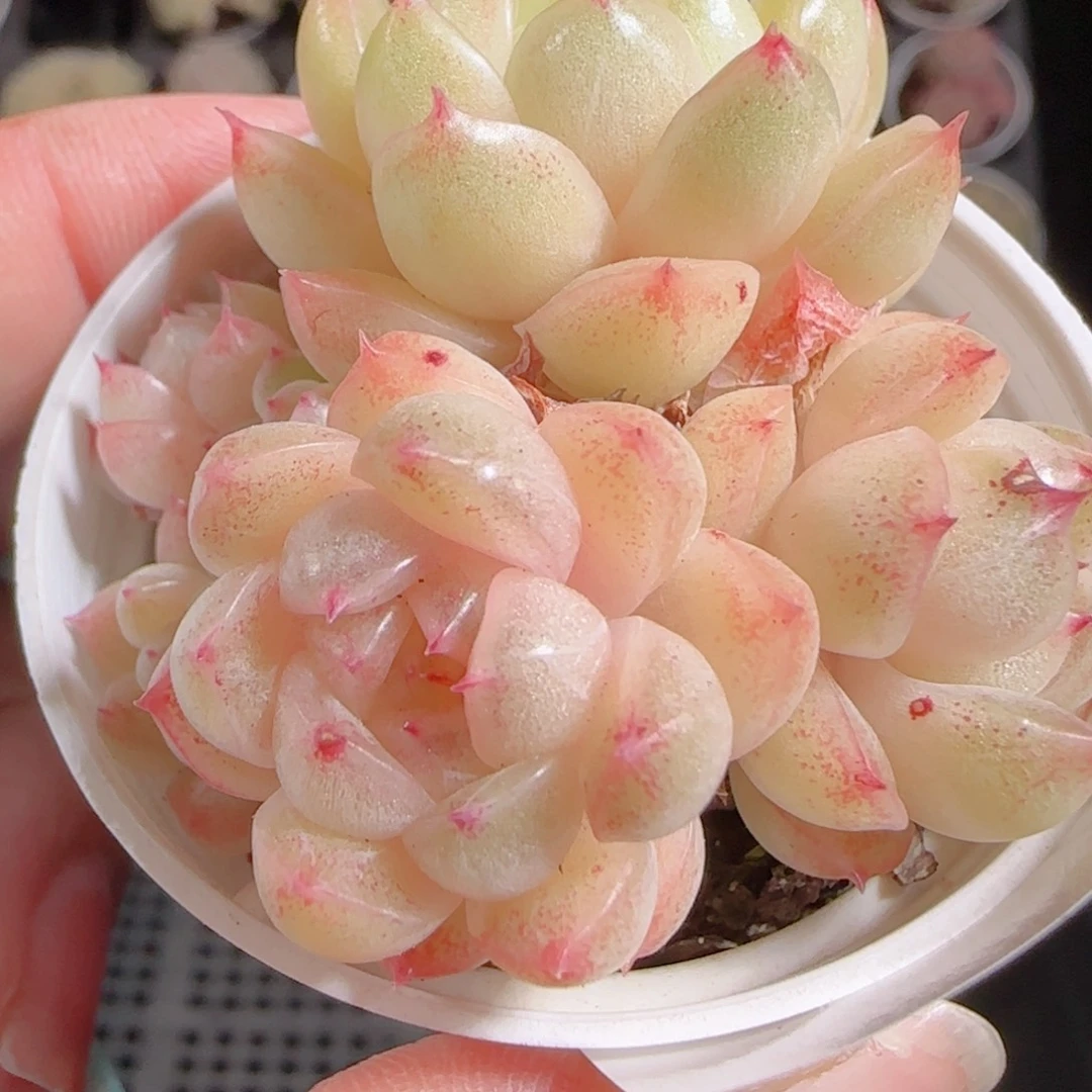 清***清花语多肉1217-272散