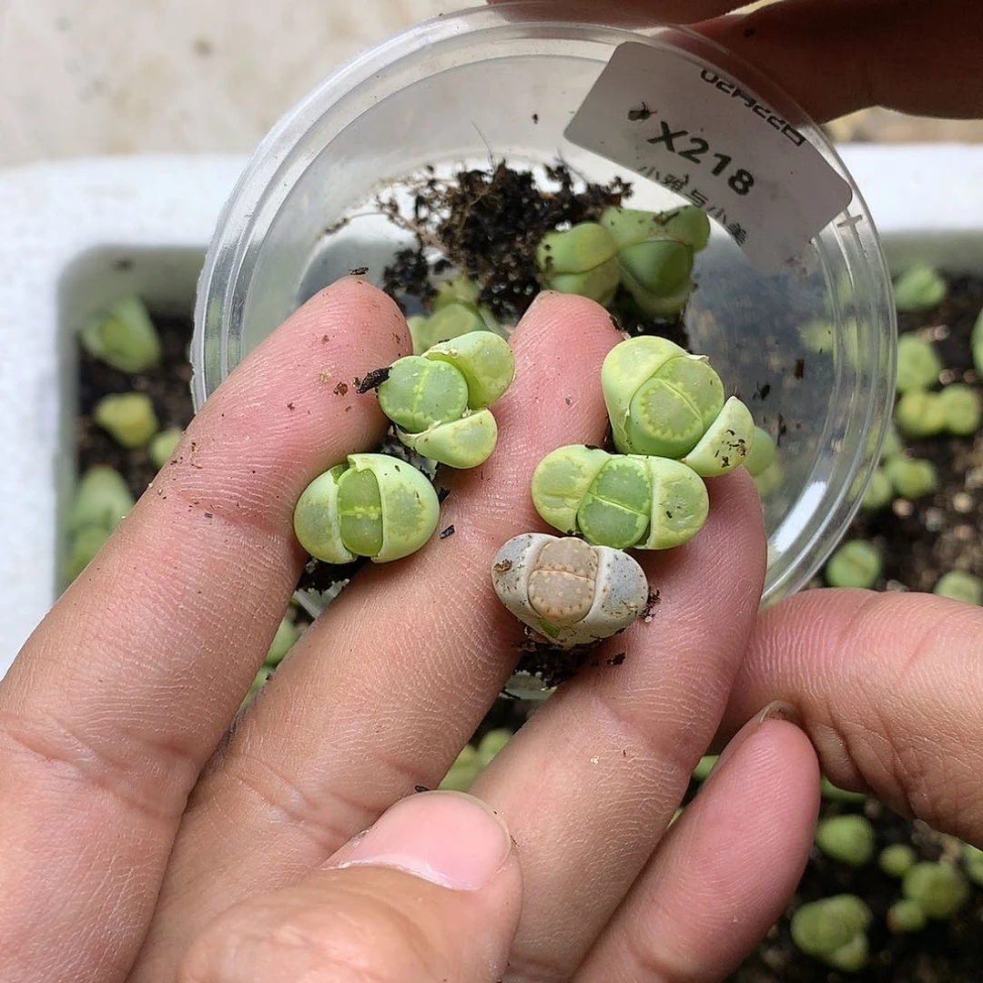 时**味X218多肉植物保护