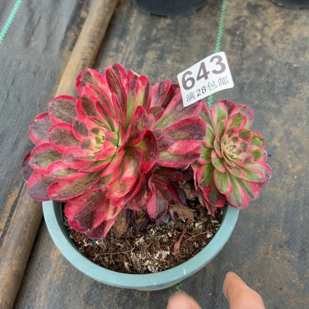 多肉植物643海神