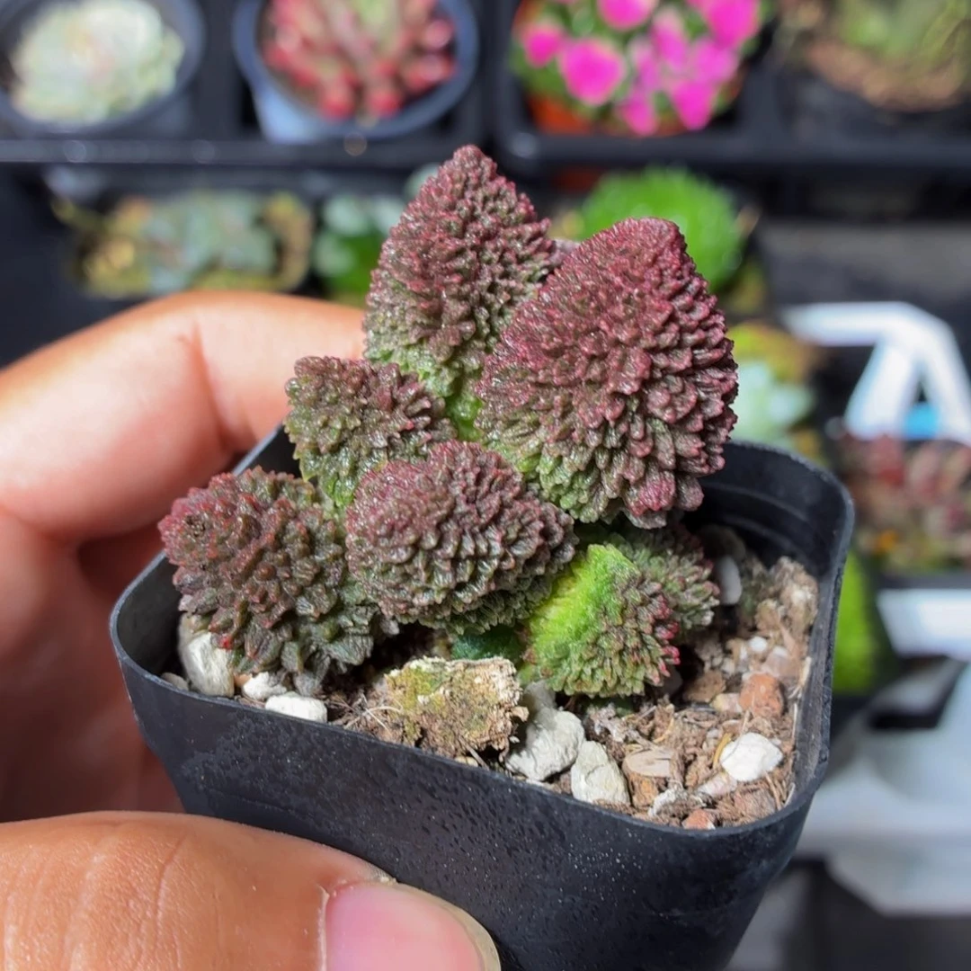 朱子玉多肉9.9包邮发货