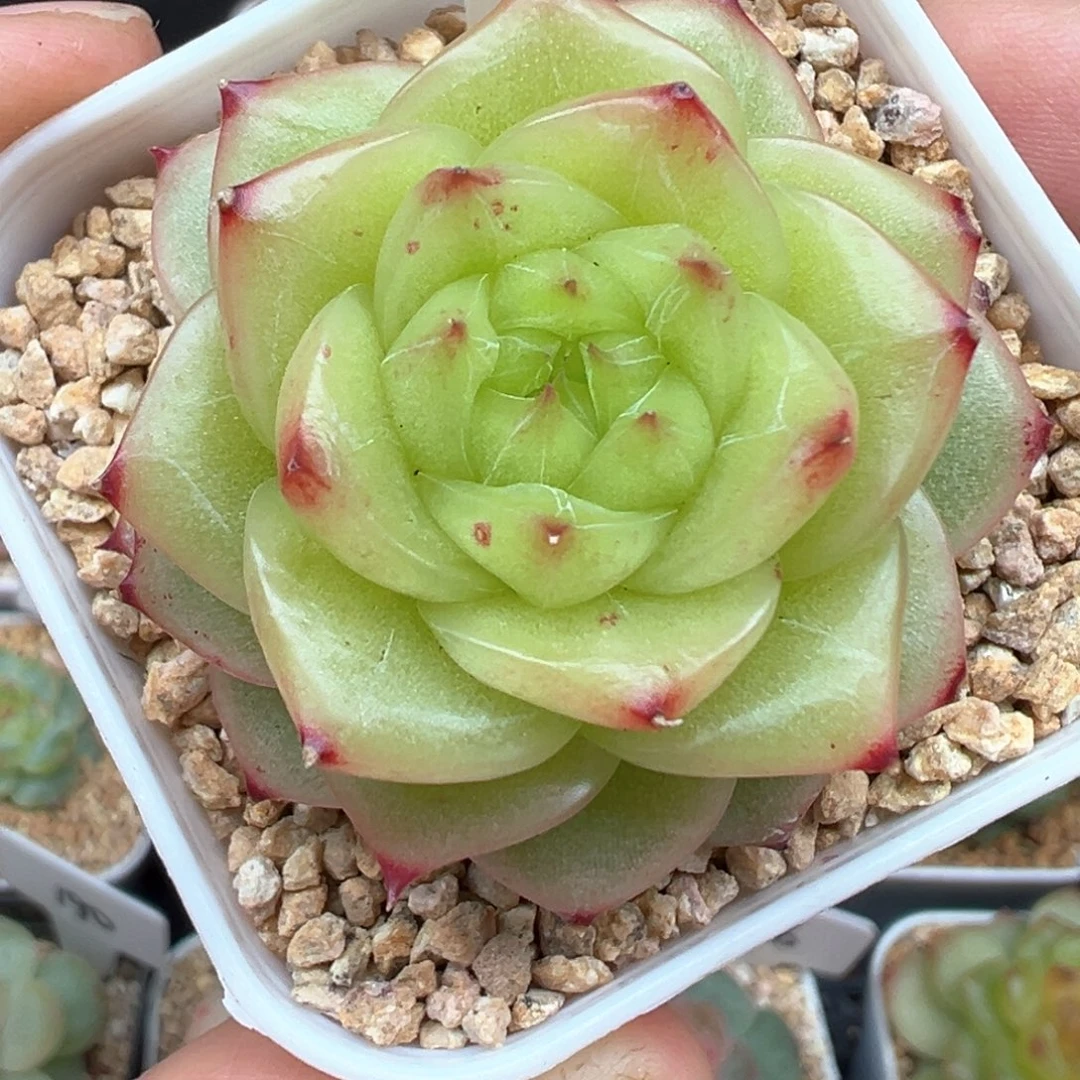 361号杜若珍妮晗雨多肉