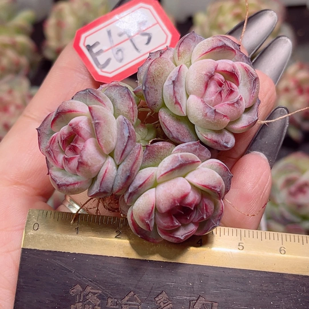 E675一物一拍 墨梅