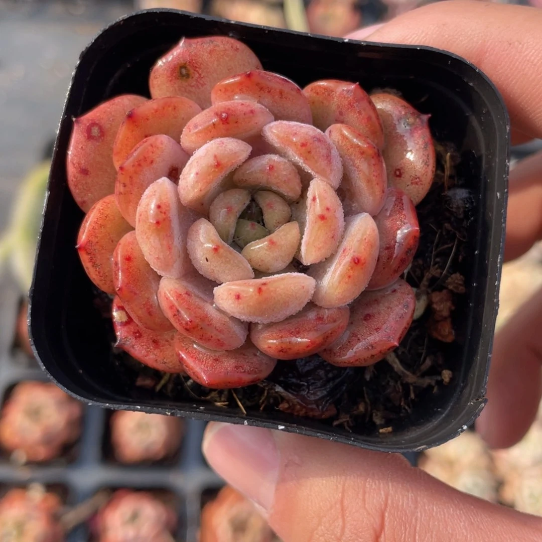 红色恋人多肉9.9包邮