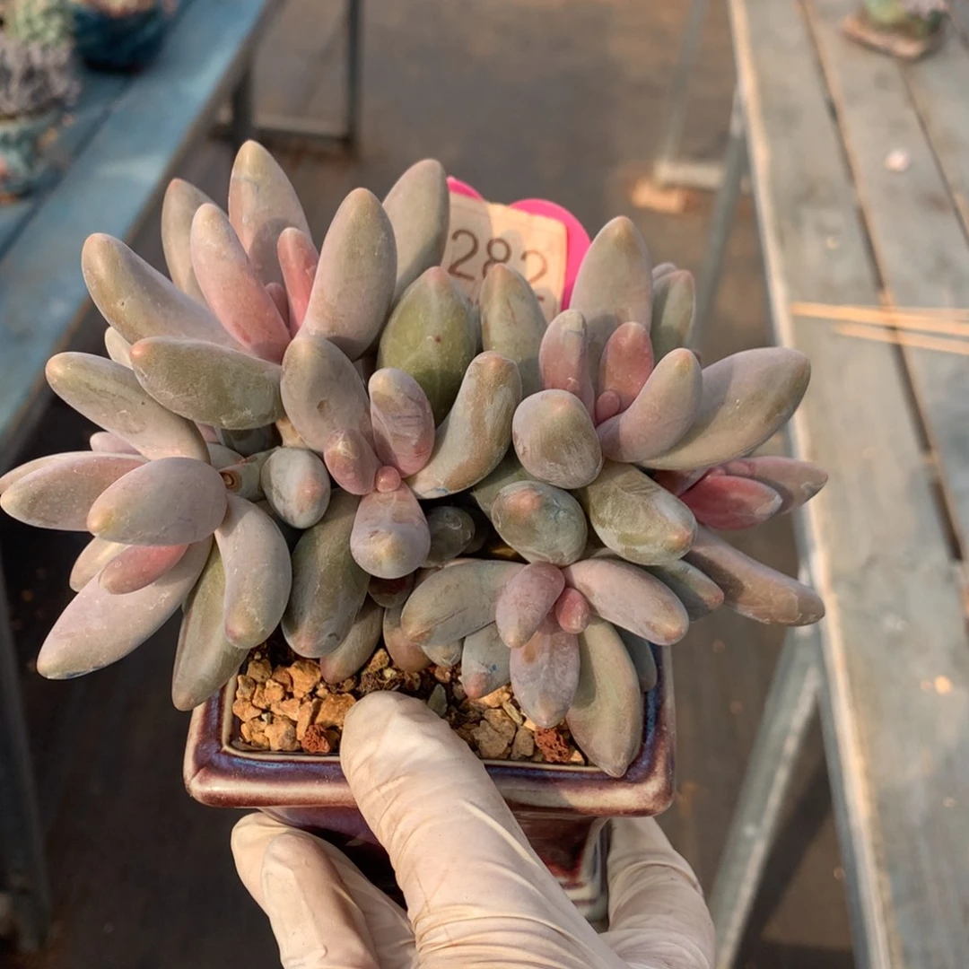 红手指无砍10头1282