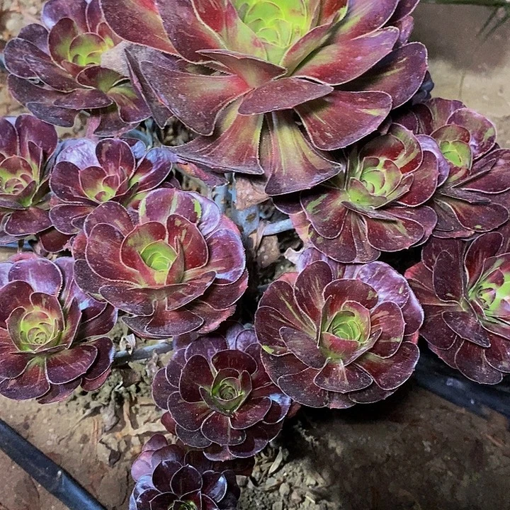 语****多肉植物保护研究所