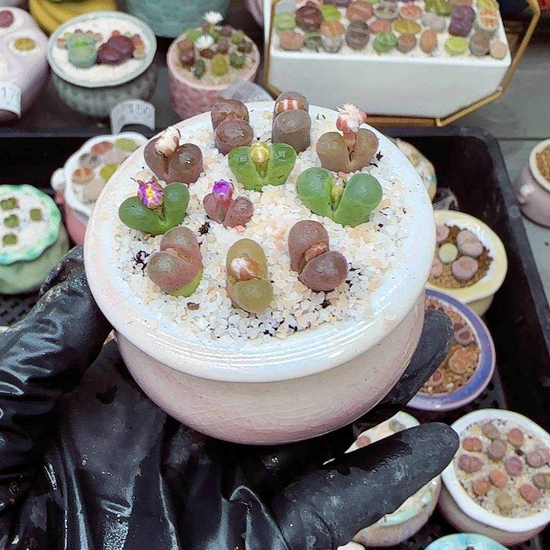 生石花满18包邮1106-186