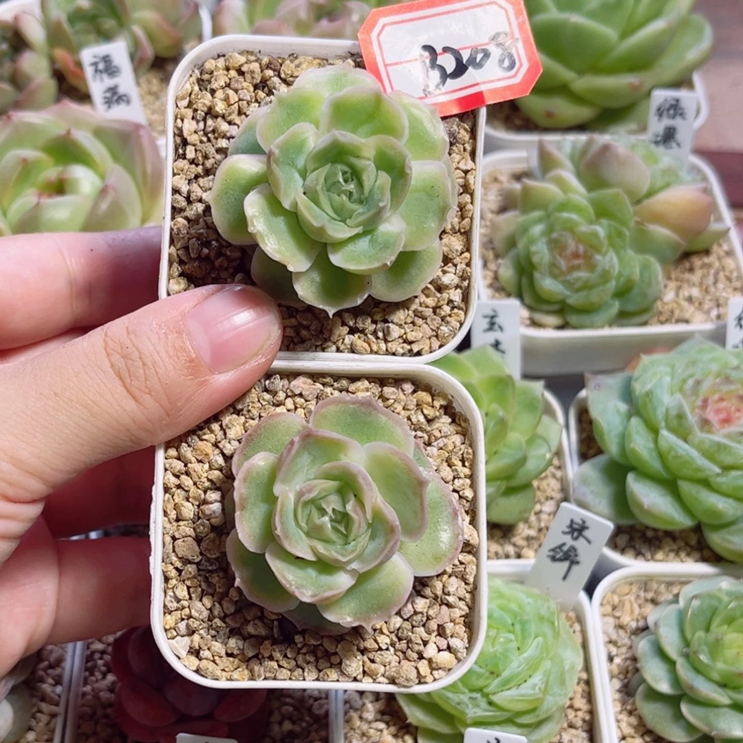 香***版B208 一物一拍 虾饺2