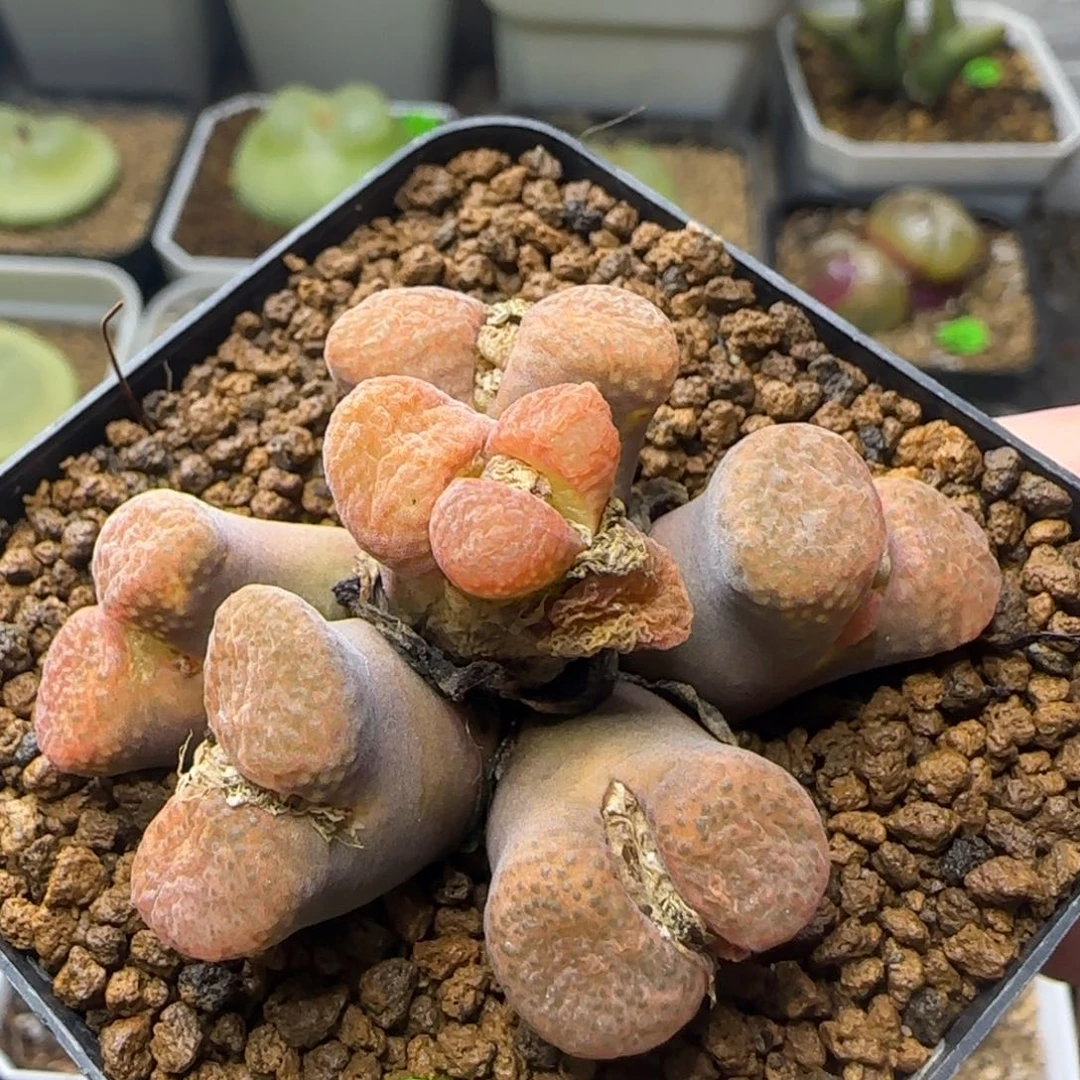 蛋糕风铃群多肉植物100