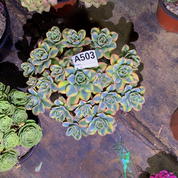 用***6无花朵星爆50300000000