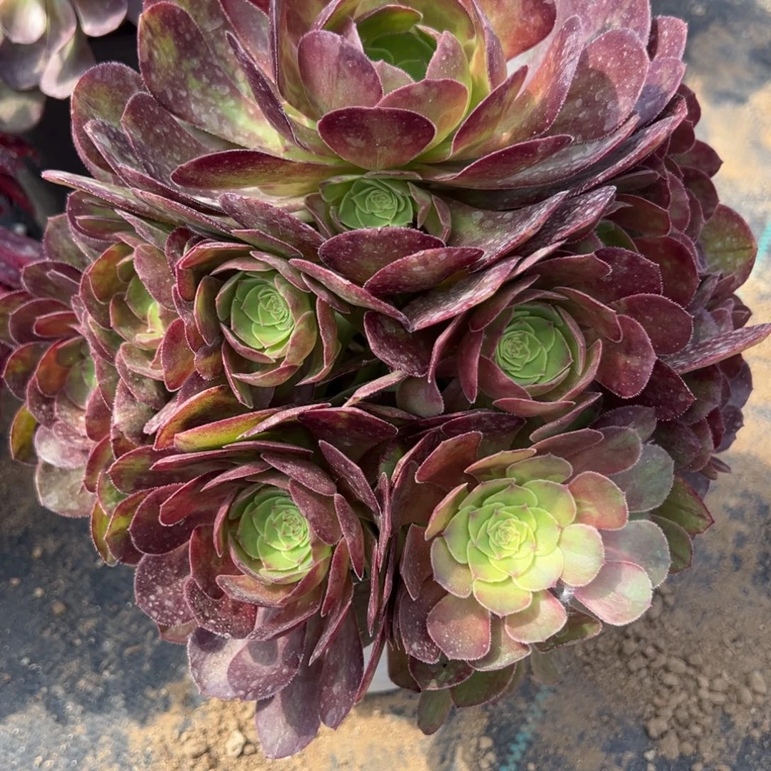 260雨荷多肉植物一