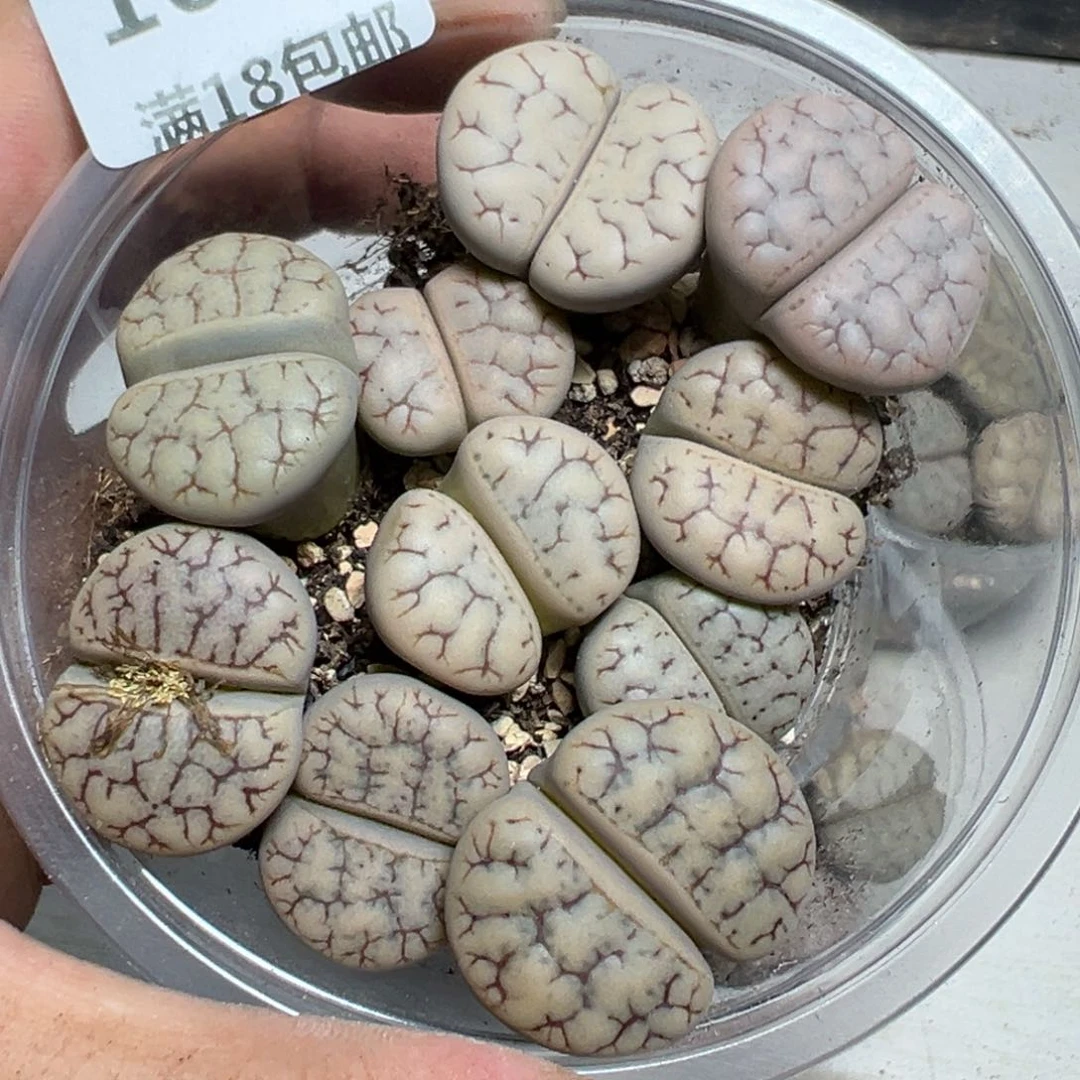 【闪购商品】 1087。