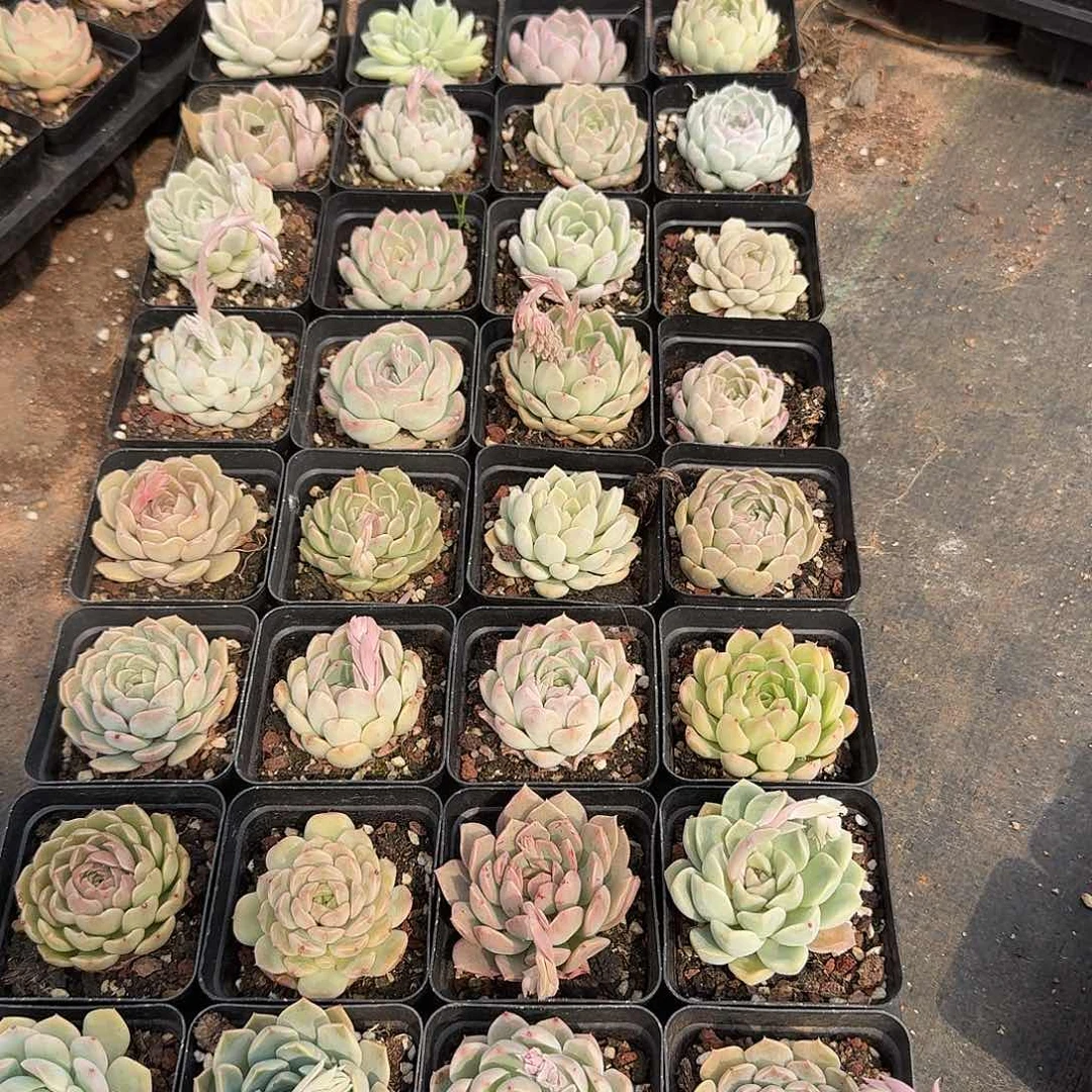 200三十二科糖心量拍