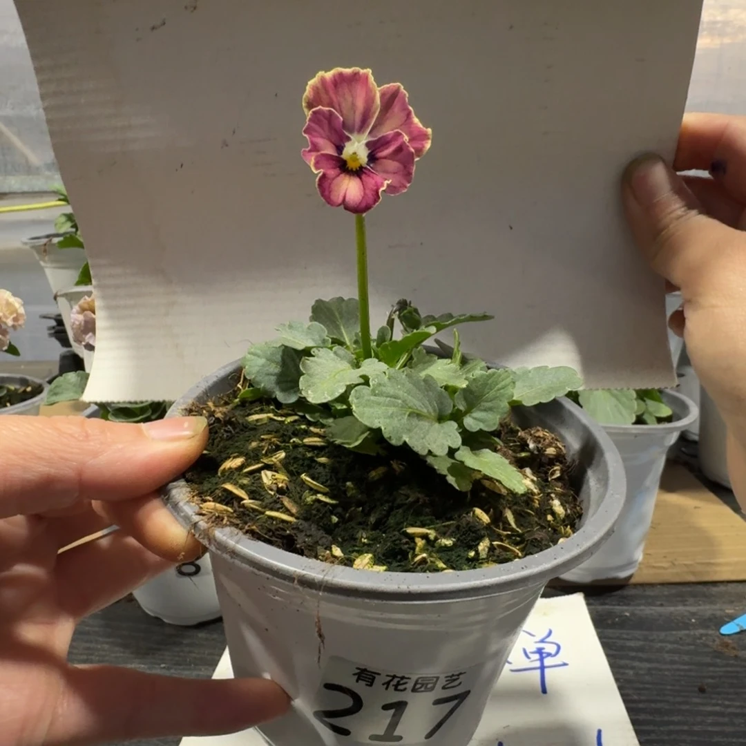 无花朵217号角堇