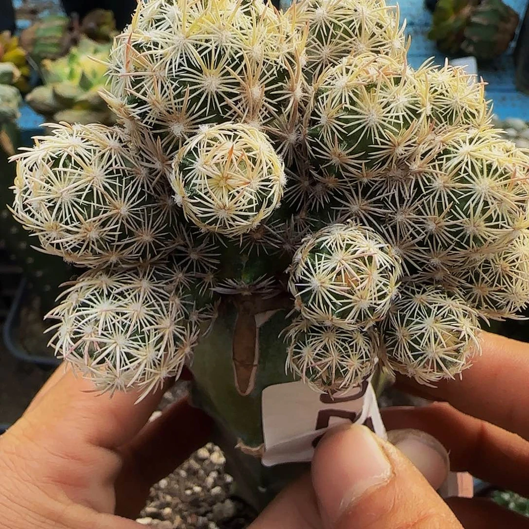 紫王子群头625。