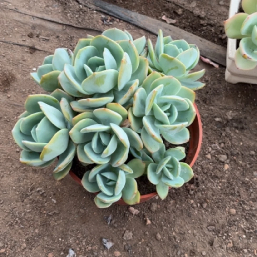 【闪购商品】无花朵小***肉