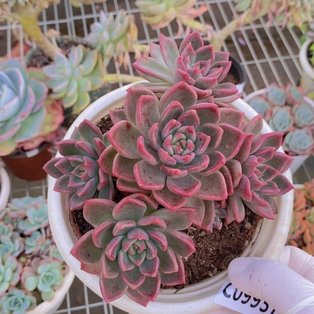 9937油漆桶一物一拍