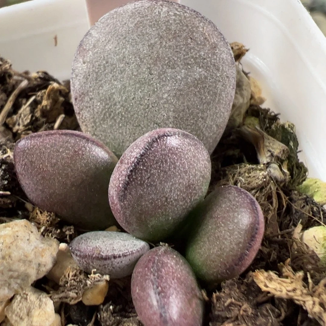 w球球紫蛋多肉植物水泡