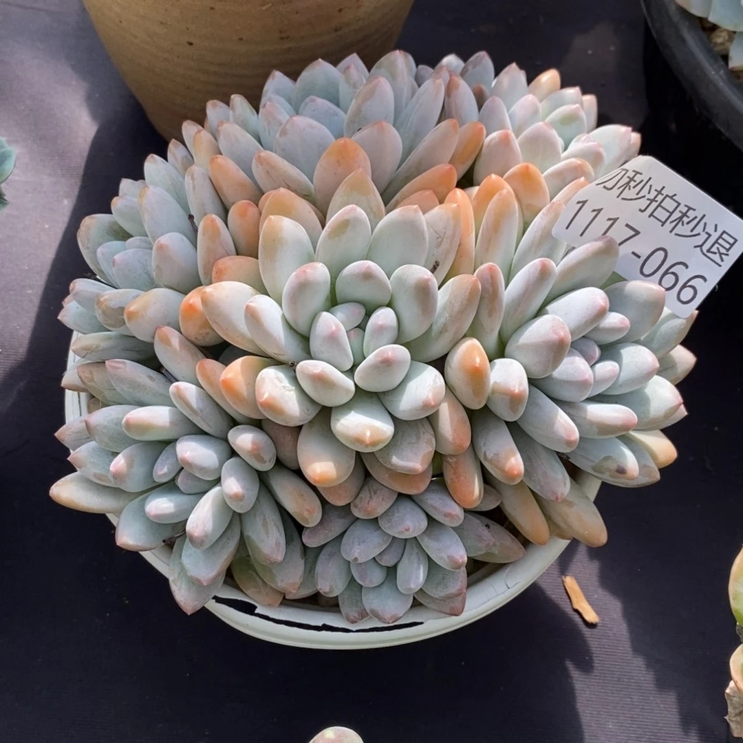 两单包邮1117-66香水