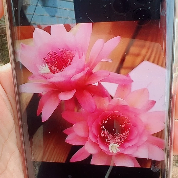 金妞杏巨人侧芽  15公分以上