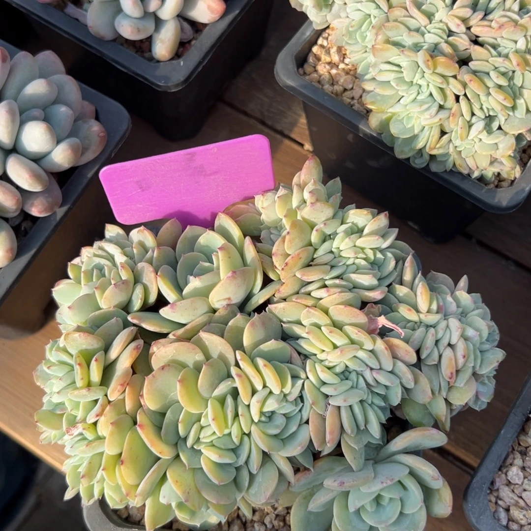 白凤杂缀化1111111111