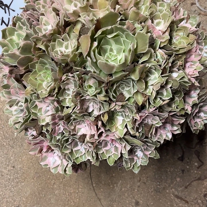 芒****多肉植物男神寄养发货……