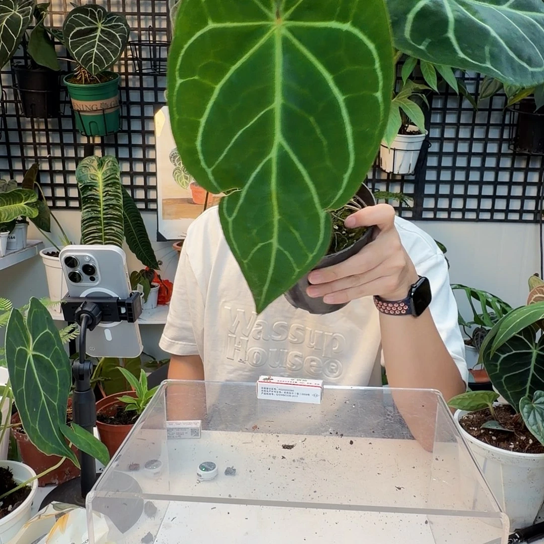 完全开放H31南美水晶