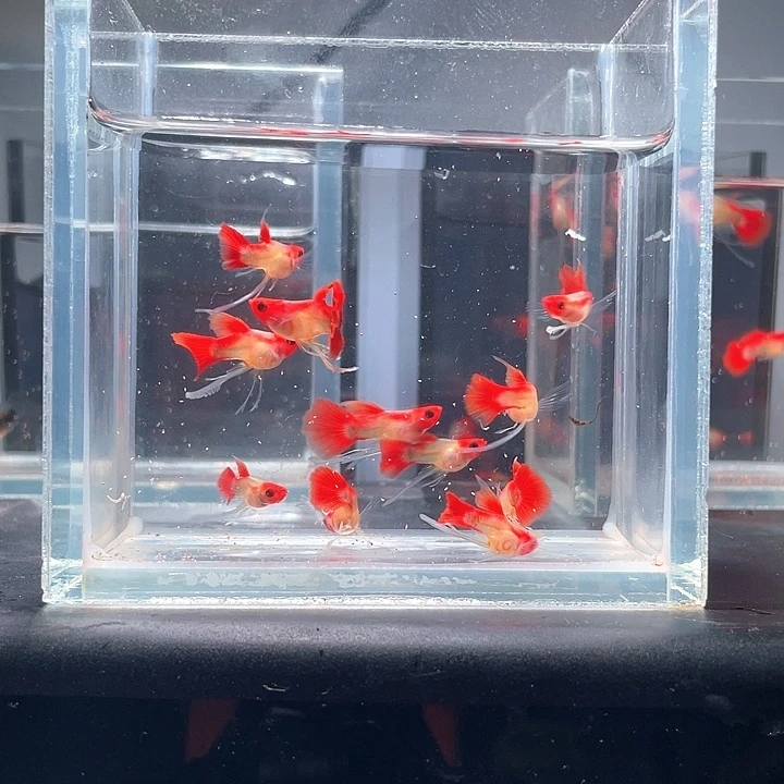 孔雀鱼红头玻璃猫长公10条