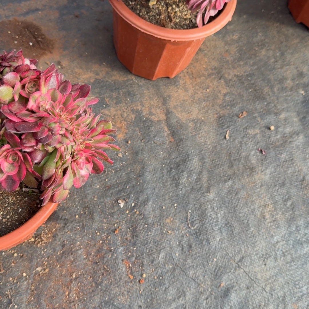 386多肉植物荔枝缀