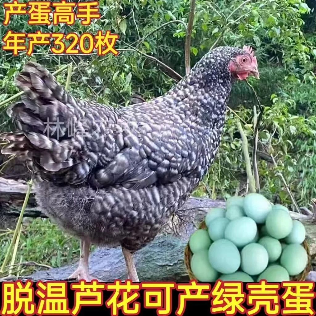 包邮到家疫苗齐全好喂养的黑芦花宠物鸡两个月龄（6只装）