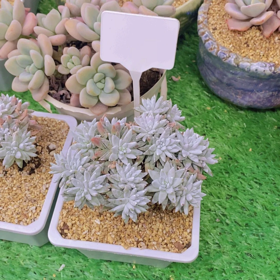 杨*洋开心多肉植物多肉