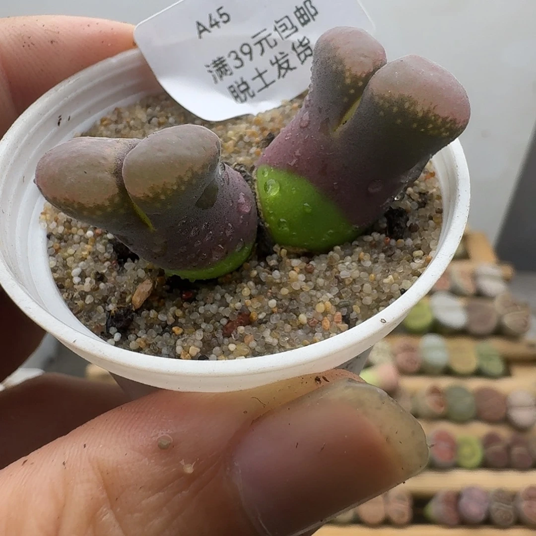 45多肉哈哈哈哈哈哈