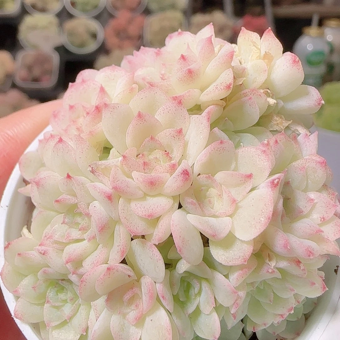 花语逸镜1128-136散