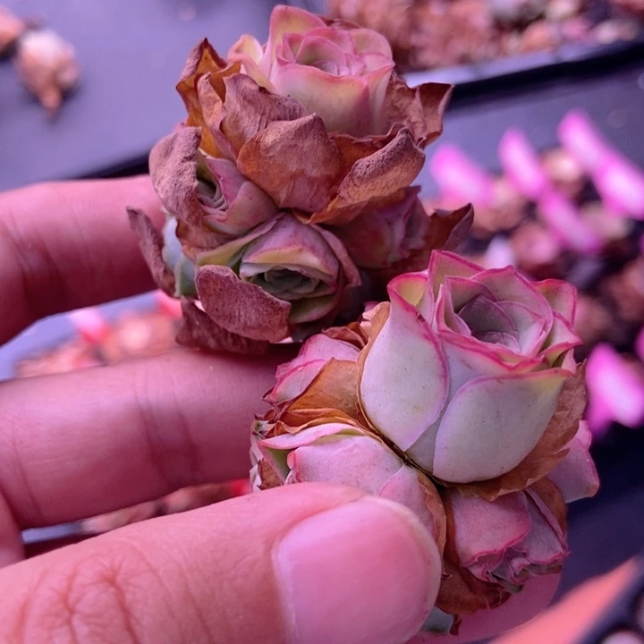 手捧花福利一单一颗