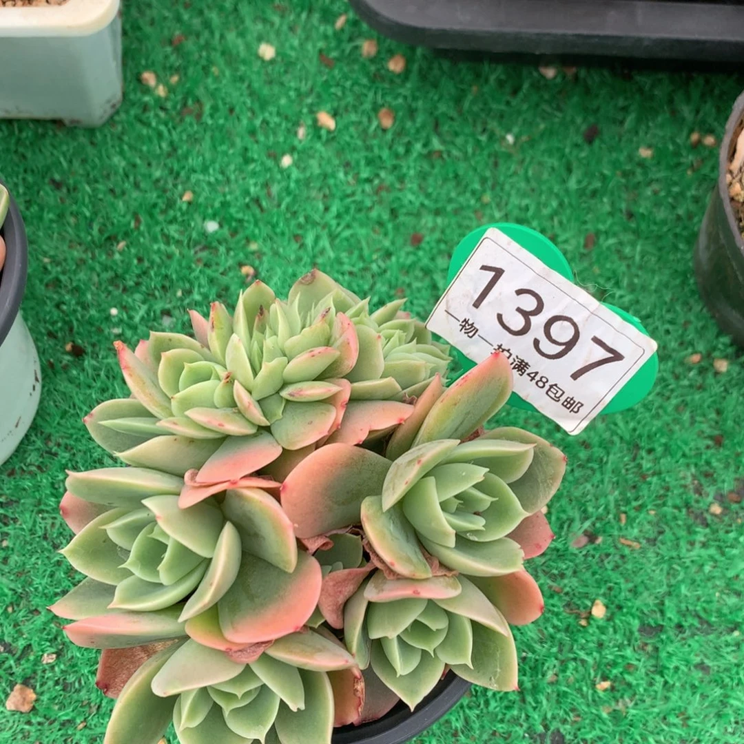 辛娜塔缀化一物一拍1397