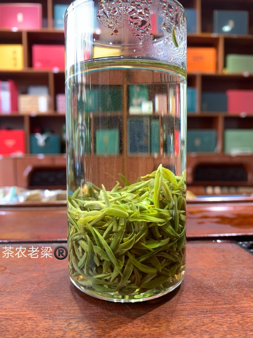 信阳毛尖主产区 开园头采  手工抛条  兰花香