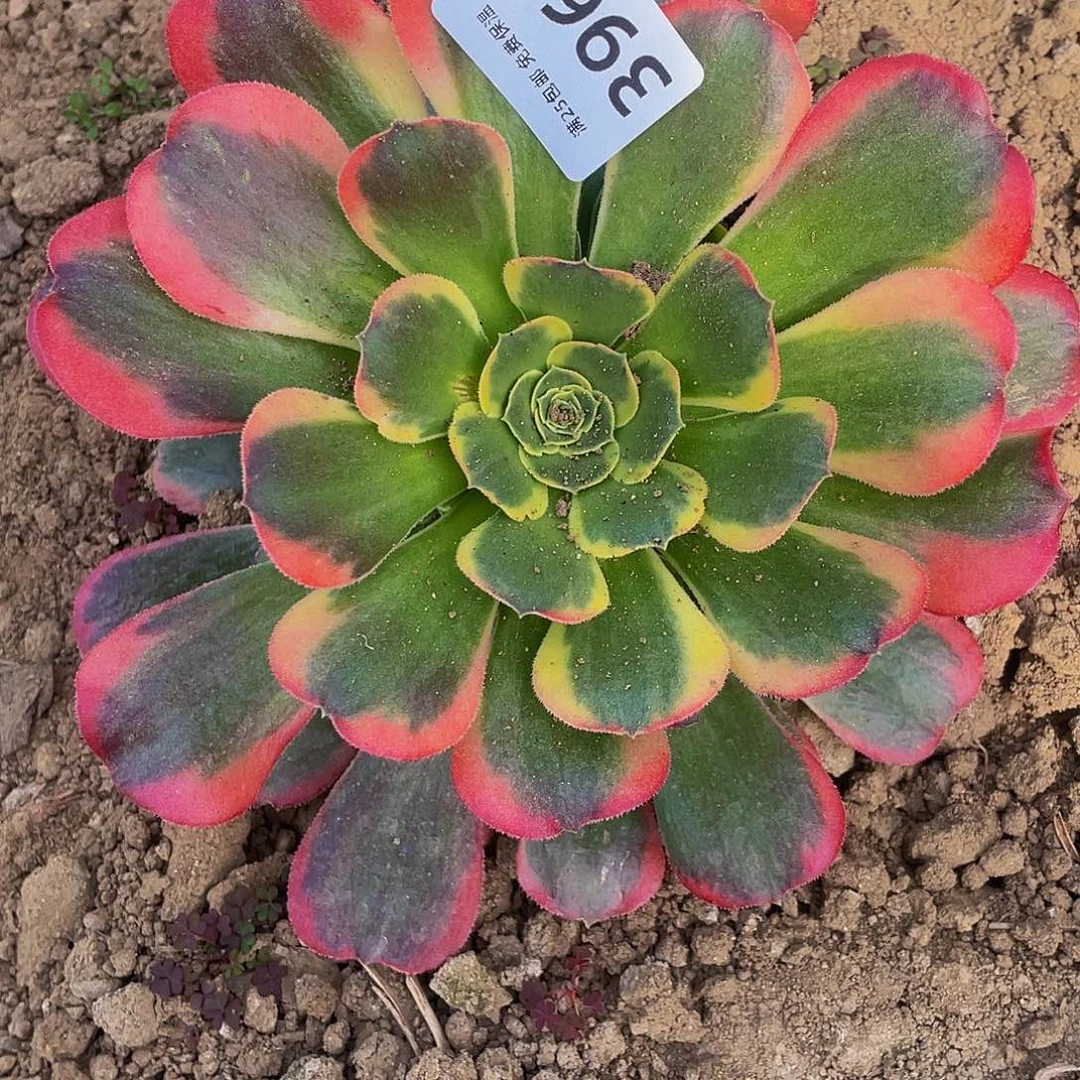 3969特斯拉多肉植物