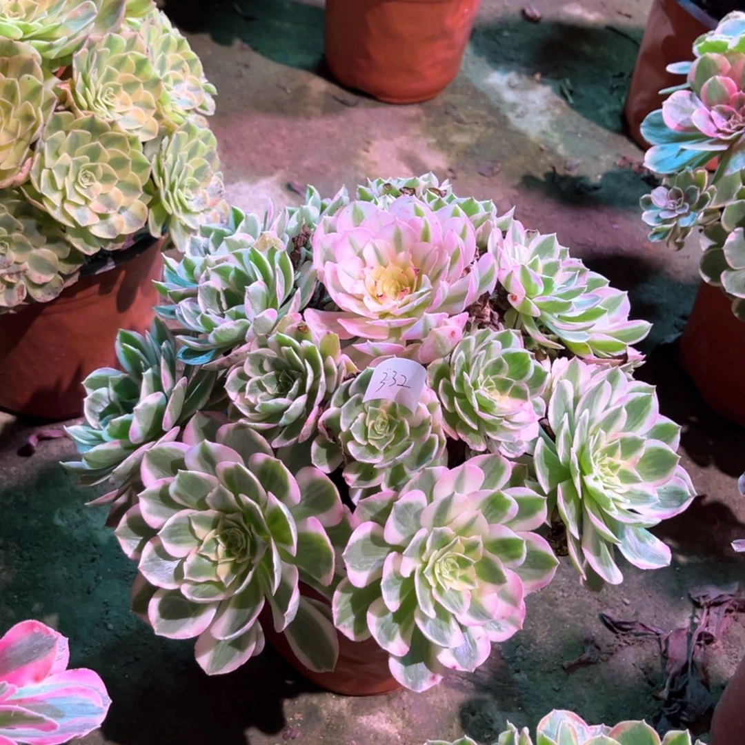 多肉植物海王00332