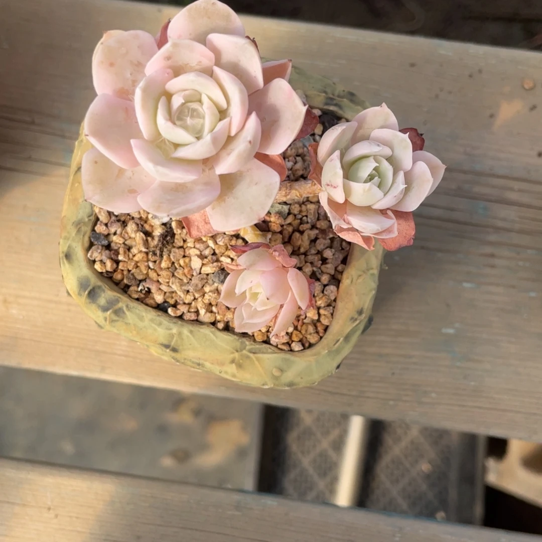 鲁氏锦三头木质化