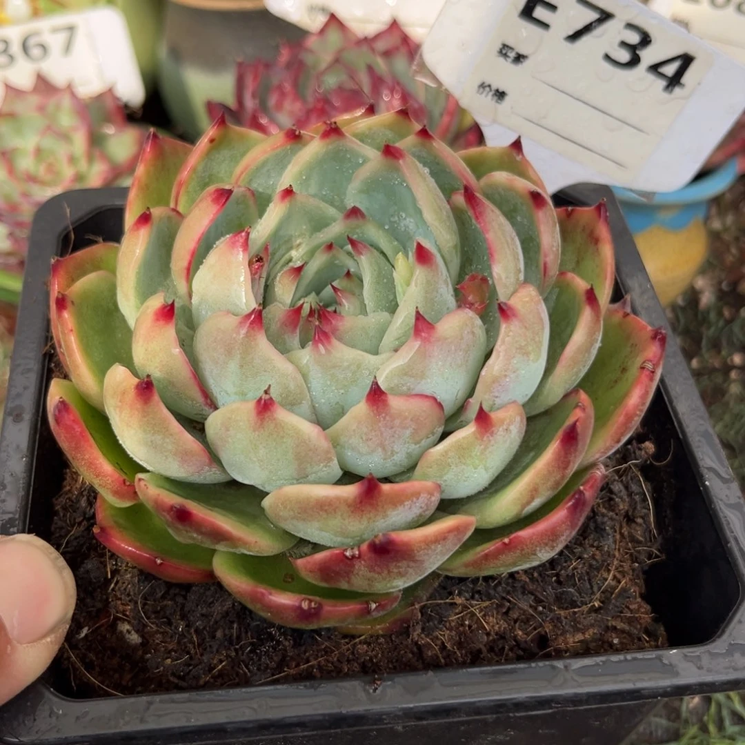 惊鸿一瞥734号多肉植物