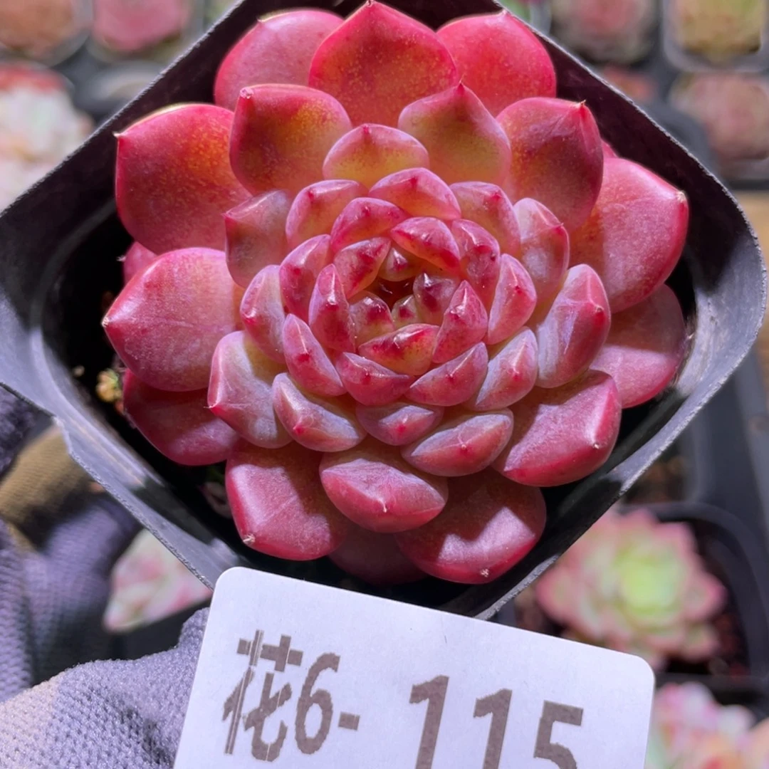 花利美6-115新品