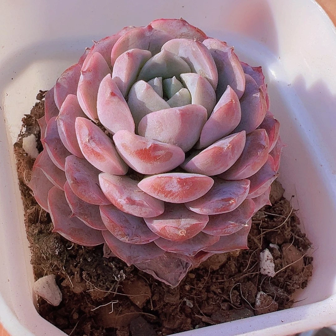 紫宠19包邮多肉洗净物