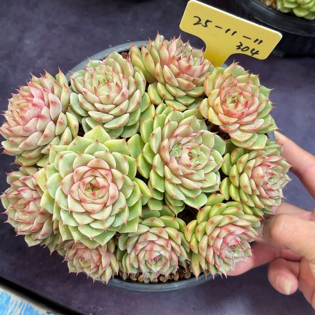 多肉植物脱土包邮