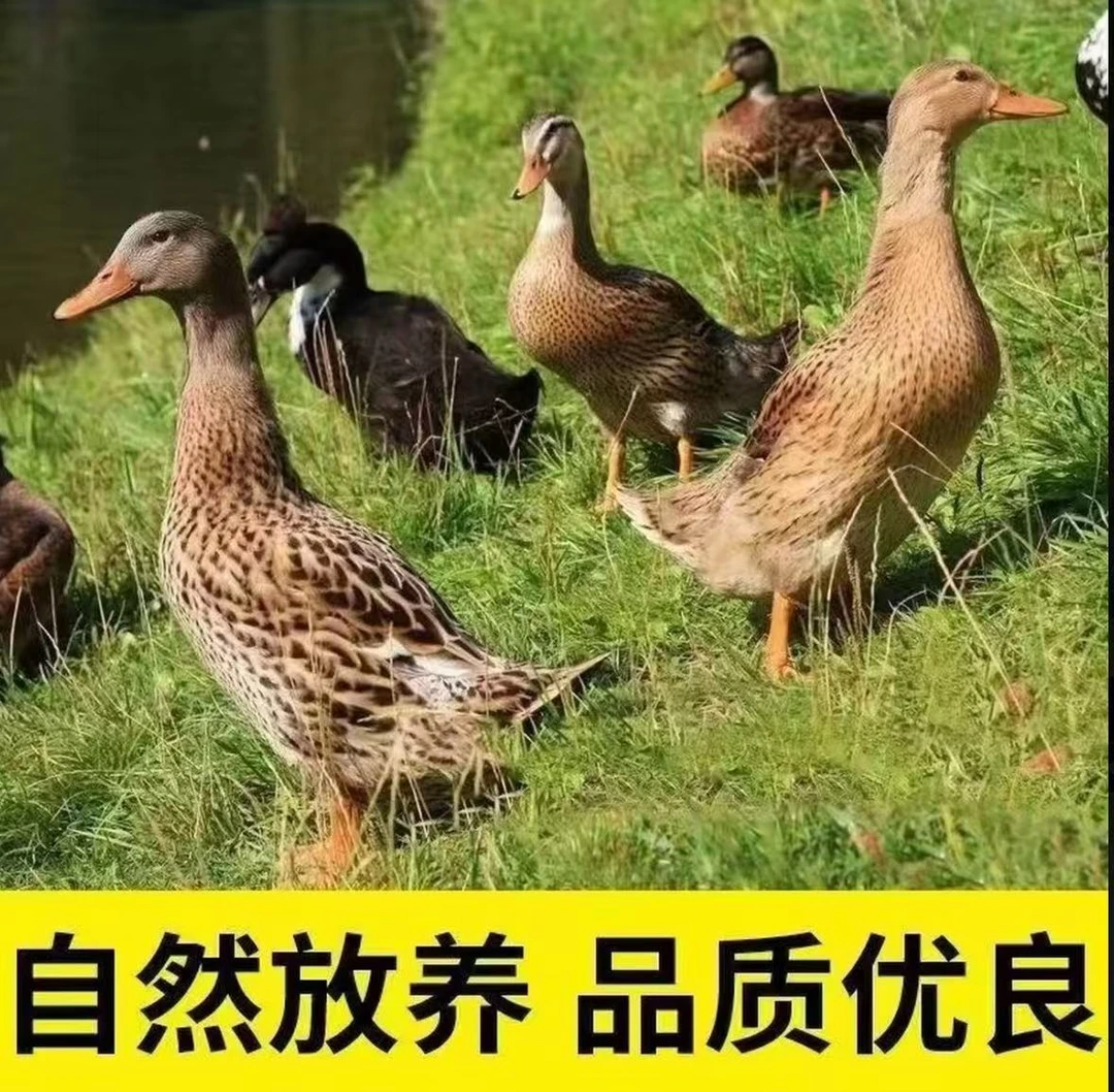【精选五只】农家散养土麻鸭新鲜宰杀五谷喂养顺丰京东包邮无掌翅