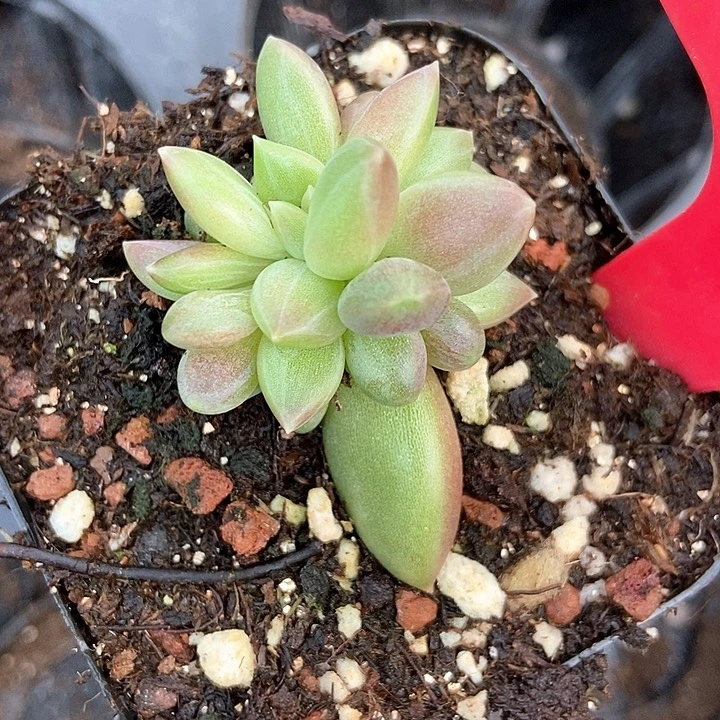 多肉植物迷雾泡泡805