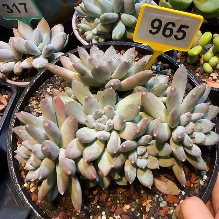 多肉植物天使之翼965