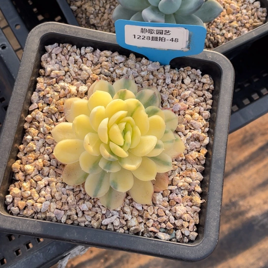 1228-48-锦单头一颗